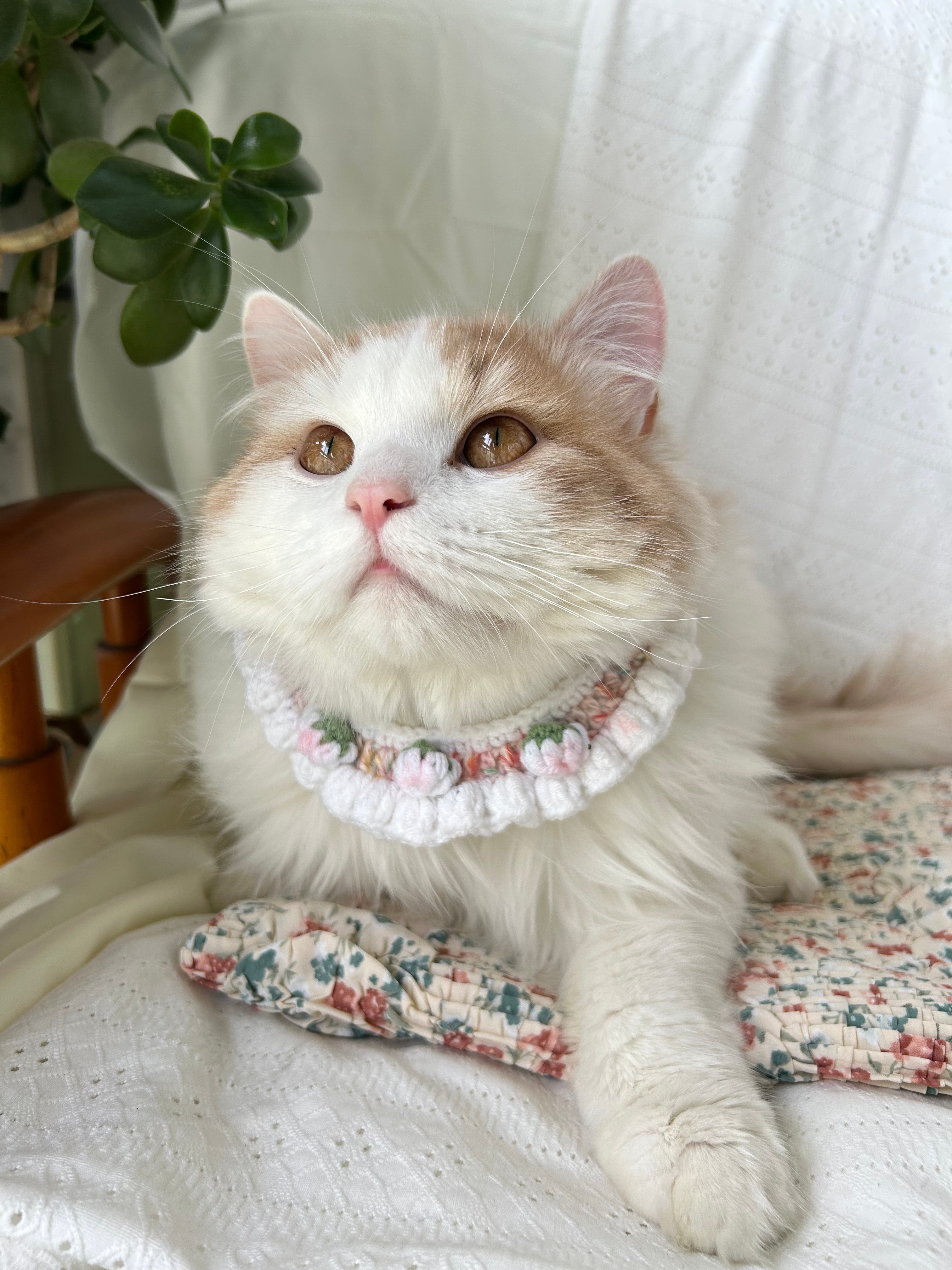 Cream Crochet Pet Collar with Ribbon Bows and Flowers